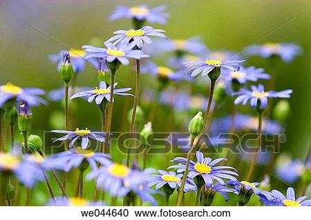 Flower field View Large Photo Image Stock Image - Flower field. Fotosearch
