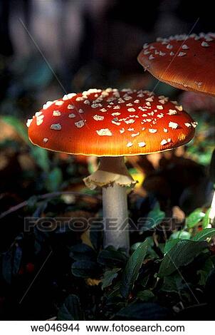 Picture - Fly Agaric (Amanita Muscaria), Goehrde Forest, Lower Saxonia, Germany. Fotosearch