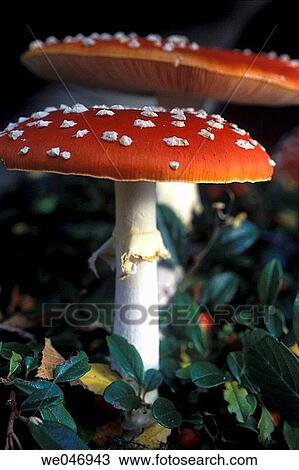 Fly Agaric (Amanita Muscaria), Goehrde Forest, Lower Saxonia, Germany View Large Photo Image Stock Image - Fly Agaric (Amanita Muscaria), Goehrde Forest, Lower Saxonia, Germany. Fotosearch