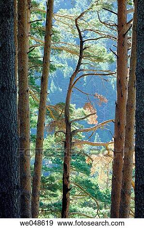 Forest, Ip Valley. Canfranc. Huesca. Arag? n. Spain. View Large Photo Image Stock Photo - Forest, Ip Valley. Canfranc. Huesca. Arag? n. Spain.. Fotosearch