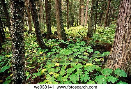 Forest. Yoho National Park. British Columbia, Canada View Large Photo Image Stock Image - Forest. Yoho National Park. British Columbia, Canada. Fotosearch
