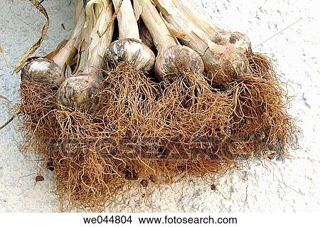 Garlic (Allium sativum) View Large Photo Image Picture - Garlic (Allium sativum). Fotosearch