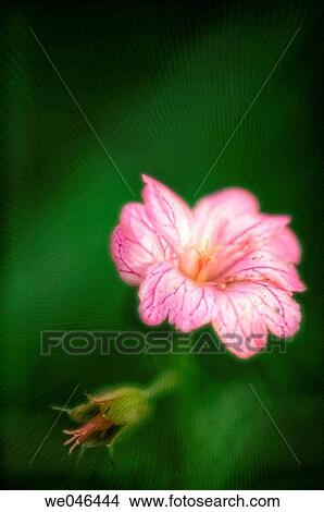 Geranium flower. Tuberous Cranesbill (Geranium tuberosum). June 2006, Maryland, USA View Large Photo Image Picture - Geranium flower. Tuberous Cranesbill (Geranium tuberosum). June 2006, Maryland, USA. Fotosearch