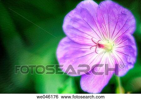 Geranium x magnificum. August 2004, Maryland, USA View Large Photo Image Stock Photograph - Geranium x magnificum. August 2004, Maryland, USA. Fotosearch