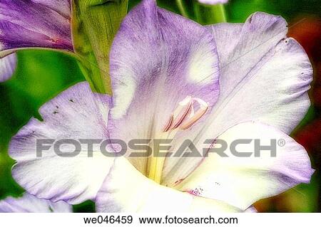Gladiolus hybrid, July 2004. Maryland, USA. View Large Photo Image Stock Photo - Gladiolus hybrid, July 2004. Maryland, USA.. Fotosearch