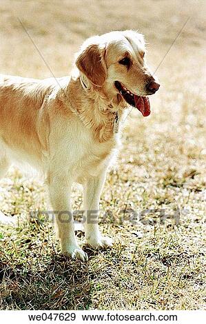 Stock Photo - Golden Retriever. Female.. Fotosearch