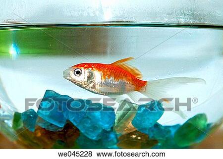 Goldfish View Large Photo Image Stock Photo - Goldfish. Fotosearch