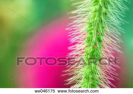 Grass close-up. August 2004, Maryland, USA View Large Photo Image Stock Photography - Grass close-up. August 2004, Maryland, USA. Fotosearch