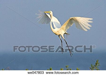 Great Egret (Ardea alba) View Large Photo Image Stock Image - Great Egret (Ardea alba). Fotosearch