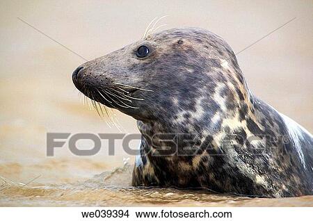 Picture - Grey Seal (Halichoerus grypus). Fotosearch