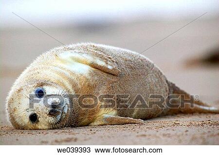 Grey Seal (Halichoerus grypus) View Large Photo Image Stock Image - Grey Seal (Halichoerus grypus). Fotosearch