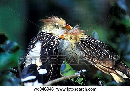 Guira Cuckoo (Guira Guira) - captive View Large Photo Image Stock Photograph - Guira Cuckoo (Guira Guira) - captive. Fotosearch