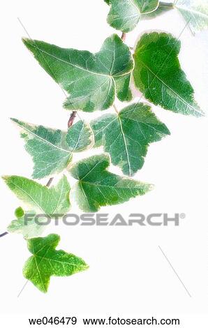 Hedera Helix, Ivy variegated. December 2005. Maryland, USA View Large Photo Image Stock Photo - Hedera Helix, Ivy variegated. December 2005. Maryland, USA. Fotosearch