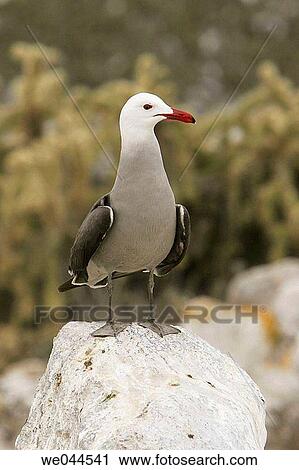 Stock Image - Heermann's Gull (Larus heermanni) on their breeding grounds on Isla Rasa in the middle Gulf of California (Sea of Cortez), Mexico. 95% of the world's population of this species nests on this tiny island.. Fotosearch