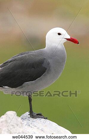 Heermann's Gull (Larus heermanni) on their breeding grounds on Isla Rasa in the middle Gulf of California (Sea of Cortez), Mexico. 95% of the world's population of this species nests on this tiny island. View Large Photo Image Stock Photo - Heermann's Gull (Larus heermanni) on their breeding grounds on Isla Rasa in the middle Gulf of California (Sea of Cortez), Mexico. 95% of the world's population of this species nests on this tiny island.. Fotosearch