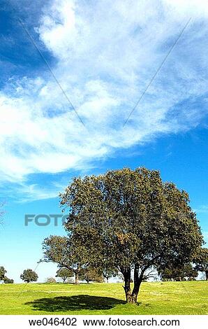 Holm oak (Quercus ilex). Caceres province. Extremadura, Spain View Large Photo Image Stock Image - Holm oak (Quercus ilex). Caceres province. Extremadura, Spain. Fotosearch