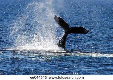 Humpback Whale (Megaptera novaeangliae) tail-throw on the Gorda Banks in the lower Gulf of California (Sea of Cortez), Mexico. View Large Photo Image Stock Photography - Humpback Whale (Megaptera novaeangliae) tail-throw on the Gorda Banks in the lower Gulf of California (Sea of Cortez), Mexico.. Fotosearch