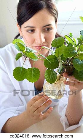 Inasmet-Tecnalia Foundation, Technology and Research Centre, San Sebastian Technological Park, Basque Country. Hydroponic crops, organic chemistry lab View Large Photo Image Stock Photograph - Inasmet-Tecnalia Foundation, Technology and Research Centre, San Sebastian Technological Park, Basque Country. Hydroponic crops, organic chemistry lab. Fotosearch