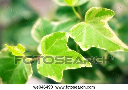 Stock Image - Ivy Leaves. Hedera Helix Ivy variegated. October 2005. Maryland, USA. Fotosearch