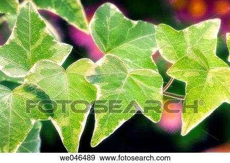 Ivy Leaves. Hedera Helix Ivy variegated. October 2005. Maryland, USA View Large Photo Image Stock Photo - Ivy Leaves. Hedera Helix Ivy variegated. October 2005. Maryland, USA. Fotosearch