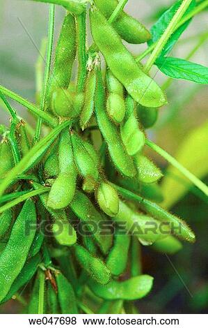 japanese soybeans (edamame) View Large Photo Image Stock Photo - japanese soybeans (edamame). Fotosearch