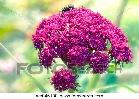 Korean angelica. Angelica gigas. August 2004, Maryland, USA View Large Photo Image Stock Image - Korean angelica. Angelica gigas. August 2004, Maryland, USA. Fotosearch