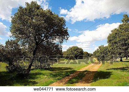 La Vizana cattle crossing, Riego del Camino. Zamora province, Castilla-Le? n, Spain View Large Photo Image Stock Image - La Vizana cattle crossing, Riego del Camino. Zamora province, Castilla-Le? n, Spain. Fotosearch