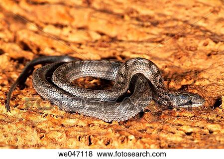 Stock Photo - Ladder Snake (Elaphe scalaris), young. Fotosearch