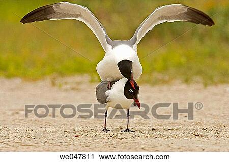 Laughning Gull (Larus atricilla). View Large Photo Image Stock Image - Laughning Gull (Larus atricilla).. Fotosearch
