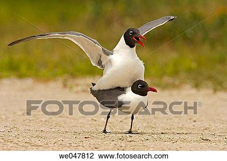 Laughning Gull (Larus atricilla). View Large Photo Image Stock Image - Laughning Gull (Larus atricilla).. Fotosearch