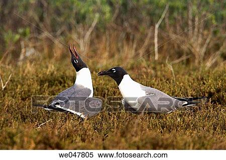 Laughning Gull (Larus atricilla). View Large Photo Image Stock Photography - Laughning Gull (Larus atricilla).. Fotosearch