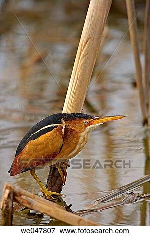 Least Bittern (Ixobrychus exilis). View Large Photo Image Stock Photo - Least Bittern (Ixobrychus exilis).. Fotosearch