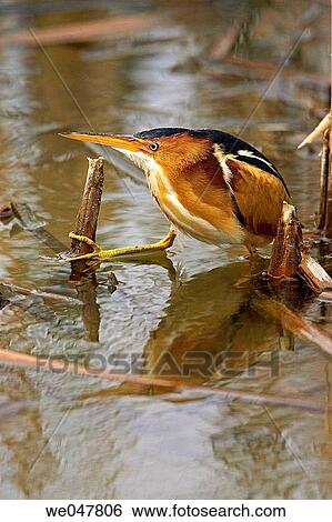 Least Bittern (Ixobrychus exilis). View Large Photo Image Stock Photograph - Least Bittern (Ixobrychus exilis).. Fotosearch