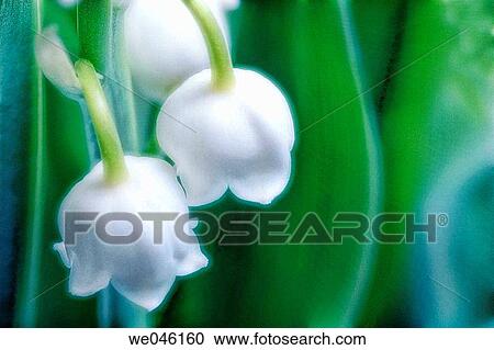 Lily Of The Valley. Convallaria majalis. February 2005, Maryland, USA View Large Photo Image Stock Image - Lily Of The Valley. Convallaria majalis. February 2005, Maryland, USA. Fotosearch