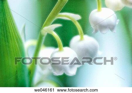 Lily Of The Valley. Convallaria majalis. February 2005, Maryland, USA View Large Photo Image Stock Image - Lily Of The Valley. Convallaria majalis. February 2005, Maryland, USA. Fotosearch
