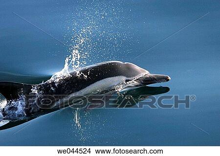 Long-beaked Common Dolphin (Delphinus capensis) surfacing in the Gulf of California (Sea of Cortez), Mexico View Large Photo Image Picture - Long-beaked Common Dolphin (Delphinus capensis) surfacing in the Gulf of California (Sea of Cortez), Mexico. Fotosearch