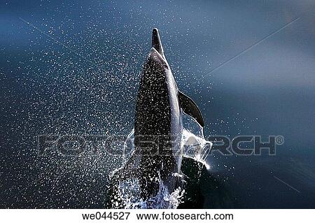 Long-beaked Common Dolphin (Delphinus capensis) leaping in the Gulf of California (Sea of Cortez), Mexico. View Large Photo Image Stock Photo - Long-beaked Common Dolphin (Delphinus capensis) leaping in the Gulf of California (Sea of Cortez), Mexico.. Fotosearch