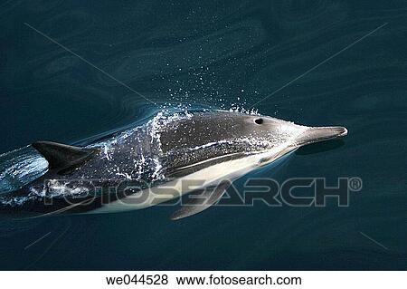 Long-beaked Common Dolphin (Delphinus capensis) surfacing in the Gulf of California (Sea of Cortez), Mexico. View Large Photo Image Stock Photo - Long-beaked Common Dolphin (Delphinus capensis) surfacing in the Gulf of California (Sea of Cortez), Mexico.. Fotosearch