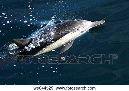 Long-beaked Common Dolphin (Delphinus capensis) surfacing in the Gulf of California (Sea of Cortez), Mexico. View Large Photo Image Stock Photo - Long-beaked Common Dolphin (Delphinus capensis) surfacing in the Gulf of California (Sea of Cortez), Mexico.. Fotosearch