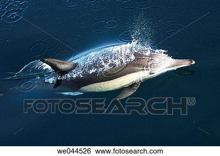 Long-beaked Common Dolphin (Delphinus capensis) surfacing in the Gulf of California (Sea of Cortez), Mexico. View Large Photo Image Stock Photograph - Long-beaked Common Dolphin (Delphinus capensis) surfacing in the Gulf of California (Sea of Cortez), Mexico.. Fotosearch