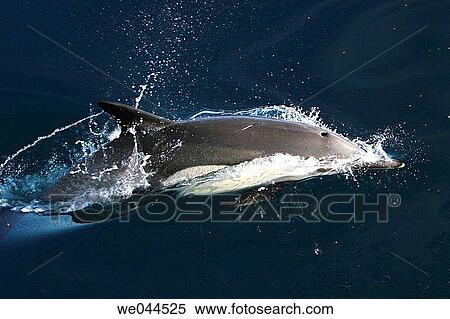 Long-beaked Common Dolphin (Delphinus capensis) surfacing in the Gulf of California (Sea of Cortez), Mexico. View Large Photo Image Stock Photography - Long-beaked Common Dolphin (Delphinus capensis) surfacing in the Gulf of California (Sea of Cortez), Mexico.. Fotosearch