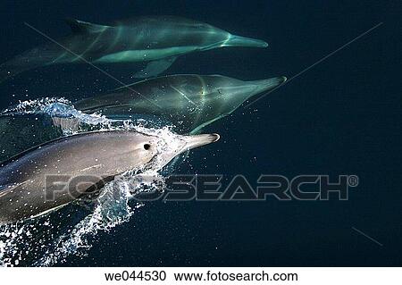 Long-beaked Common Dolphins (Delphinus capensis) surfacing in the Gulf of California (Sea of Cortez), Mexico. View Large Photo Image Stock Image - Long-beaked Common Dolphins (Delphinus capensis) surfacing in the Gulf of California (Sea of Cortez), Mexico.. Fotosearch