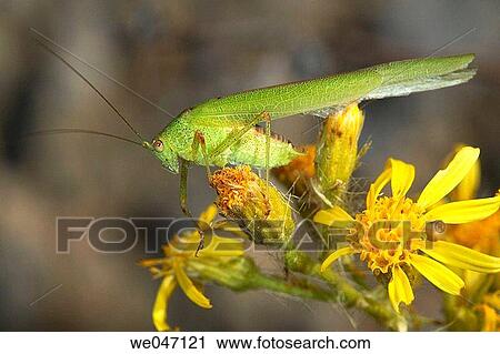 Long-horned Grasshopper (fam. Tettigoniidae) View Large Photo Image Stock Image - Long-horned Grasshopper (fam. Tettigoniidae). Fotosearch
