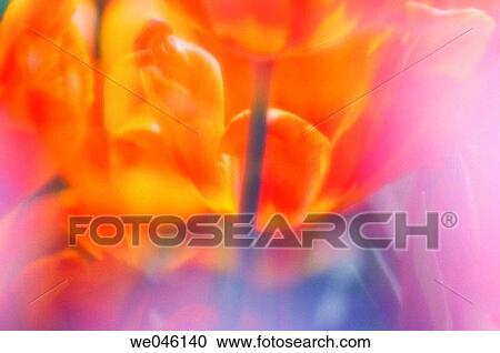 Lost in a crowd of orange red tulips. Tulipa hybrid. April 2006, Maryland, USA View Large Photo Image Stock Image - Lost in a crowd of orange red tulips. Tulipa hybrid. April 2006, Maryland, USA. Fotosearch