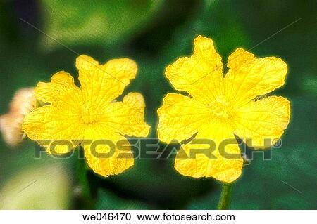 Stock Image - Luffa (sponge) gourd in bloom. Luffa aegyptiaca. July 2004. Maryland, USA. Fotosearch