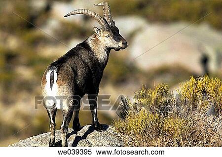 Stock Photography - Male Spanish Ibex (Capra pyrenaica). Fotosearch