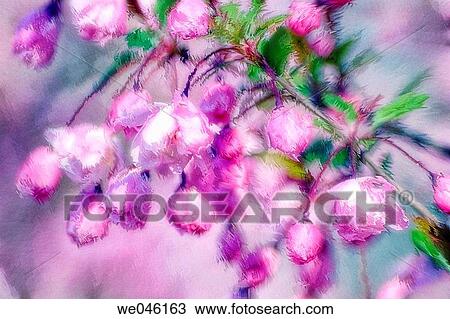 Malus coronaria. April 2004, Maryland, USA View Large Photo Image Stock Image - Malus coronaria. April 2004, Maryland, USA. Fotosearch