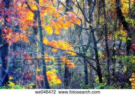 Maple (acer) and other trees. October 2004. Maryland, USA View Large Photo Image Stock Image - Maple (acer) and other trees. October 2004. Maryland, USA. Fotosearch
