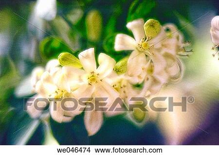 Murraya paniculata, Chalcas paniculata, Murraya exotica, Chalcas exotica. June 2006. Maryland, USA View Large Photo Image Picture - Murraya paniculata, Chalcas paniculata, Murraya exotica, Chalcas exotica. June 2006. Maryland, USA. Fotosearch