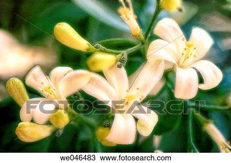 Murraya paniculata, Chalcas paniculata, Murraya exotica, Chalcas exotica. June 2006. Maryland, USA View Large Photo Image Stock Image - Murraya paniculata, Chalcas paniculata, Murraya exotica, Chalcas exotica. June 2006. Maryland, USA. Fotosearch